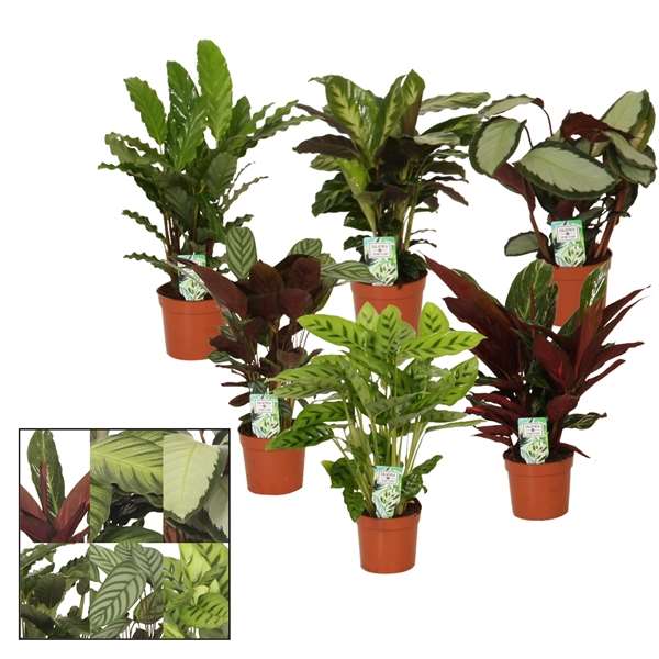 Picture of CALATHEA MIX