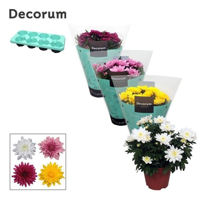 Picture of Chrysanthemum grandezza mix