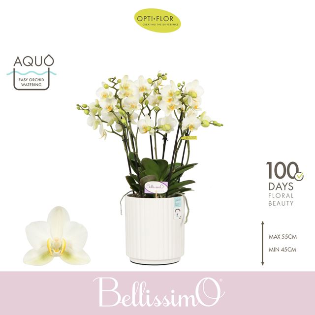 Picture of Phalaenopsis bellissimo bella in ceramic