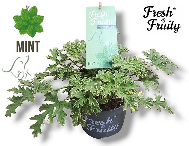 Picture of Geranium odorant mint fresh