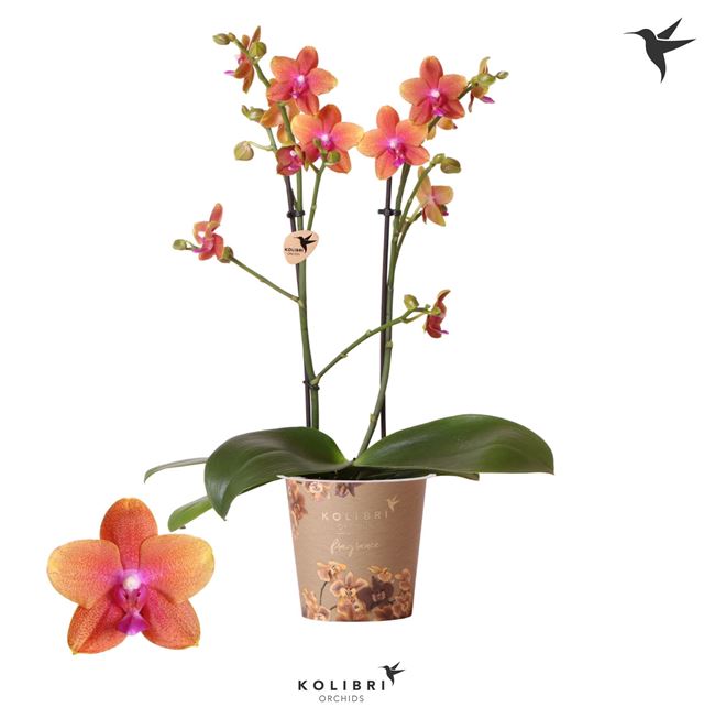 Picture of PHALAENOPSIS 02-STEM BOLGHERI