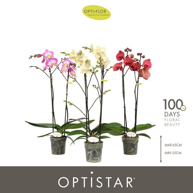 Picture of Phalaenopsis 02-stem optistar mix