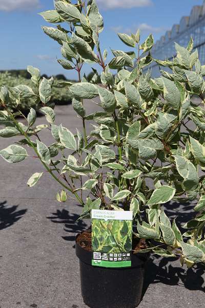 Picture of CORNUS ALBA CREAM CRACKER