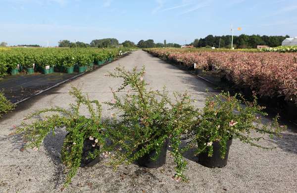 Picture of ESCALLONIA PINKY CARPET