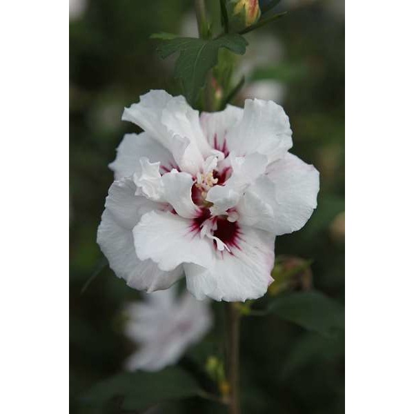 Picture of HIBISCUS SYRIACUS LADY STANLEY