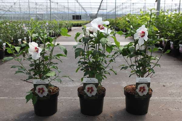 Picture of HIBISCUS SYRIACUS SHINTAEYANG