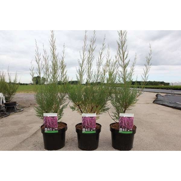 Picture of TAMARIX RAMOSISSIMA RUBRA