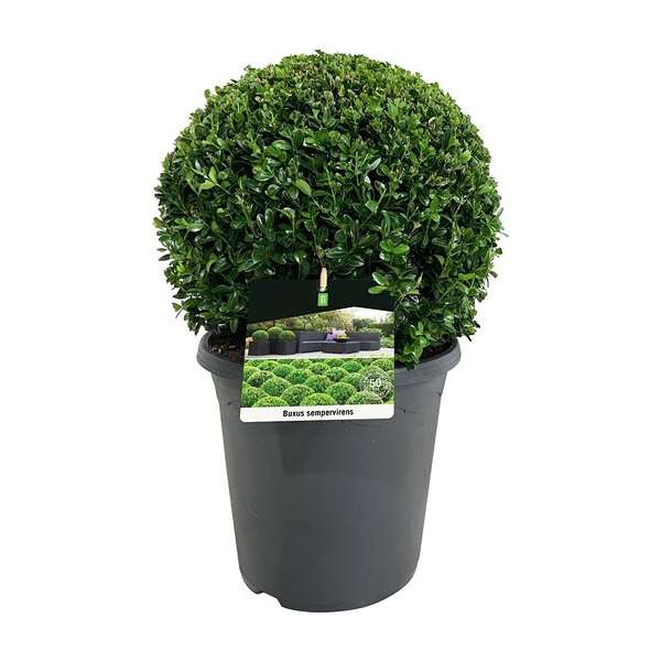 Picture of BUXUS SEMPERVIRENS BALL 030/32CM