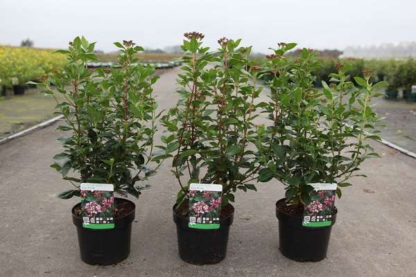 Picture of VIBURNUM TINUS EVE PRICE