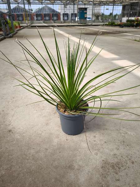 Picture of DASYLIRION SERRATIFOLIUM 