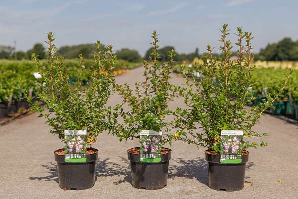 Picture of ESCALLONIA APPLE BLOSSOM