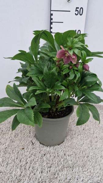 Picture of HELLEBORUS ORIENTALIS VIV VICTORIA