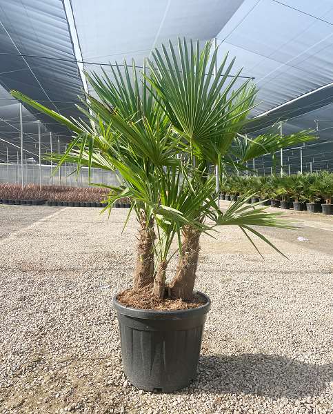 Picture of TRACHYCARPUS FORTUNEI C45L DÉCO GROUPE