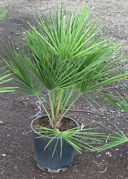 Picture of CHAMAEROPS HUMILIS 22CM