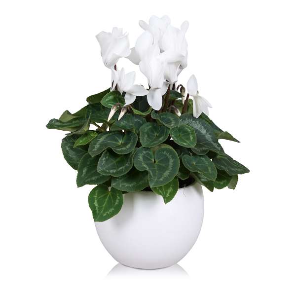 Picture of CYCLAMEN SILVER LEAVE-WHITE FLOWER DECO POT