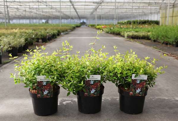 Picture of ABELIA KALEIDOSCOOP