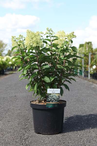 Picture of Hydrangea pan  bobo