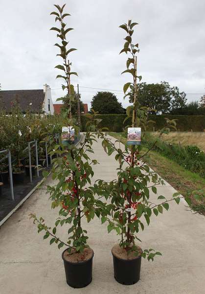 Picture of Malus indian magic