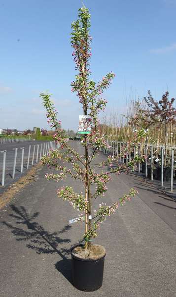 Picture of Malus sugar tyme