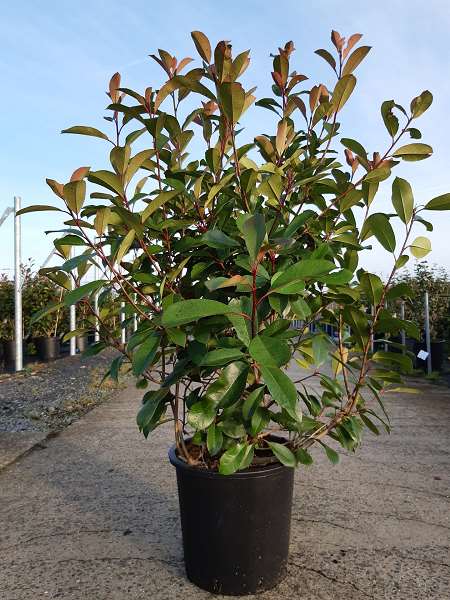 Picture of PHOTINIA FRASERI RED ROBIN