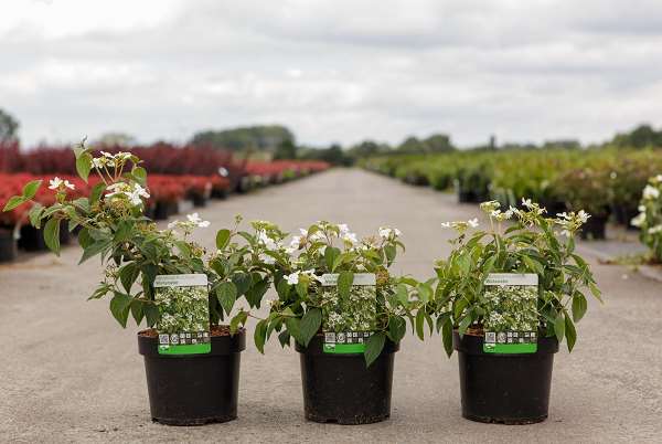 Picture of Viburnum plic  watanabe