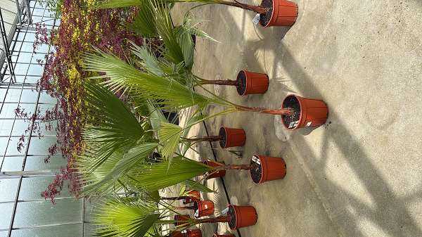 Picture of Washingtonia robusta p25cm c10l