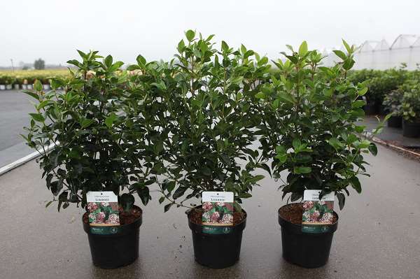 Picture of VIBURNUM TINUS LISAROSE