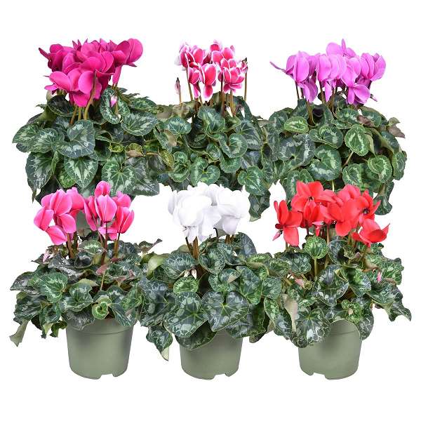 Picture of CYCLAMEN PERSICUM XL FLAME MIX