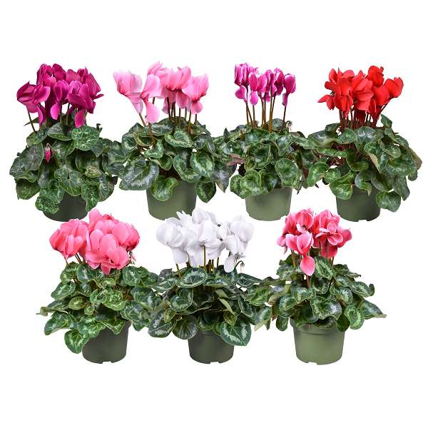 Picture of CYCLAMEN PERSICUM XL FLAME MIX