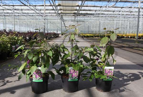 Picture of CALLICARPA BODINIERI PROFUSION