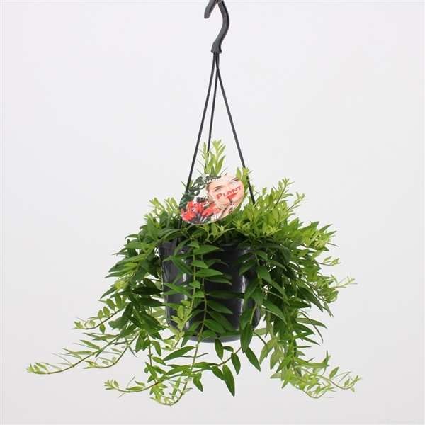 Picture of AESCHYNANTHUS JAPHROLEPIS IN HANGING BASKET