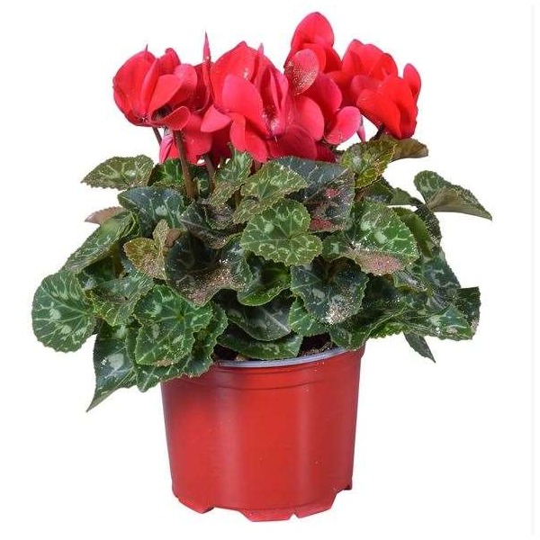 Picture of CYCLAMEN PERSICUM RED + GLITTER