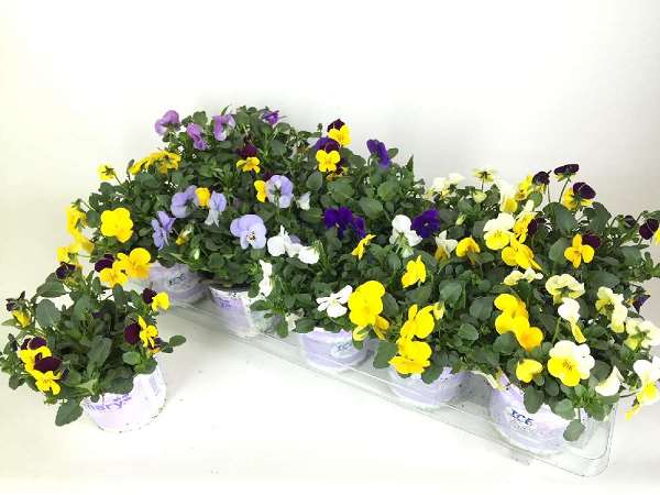 Picture of VIOLA CORNUTA ICEBABIES