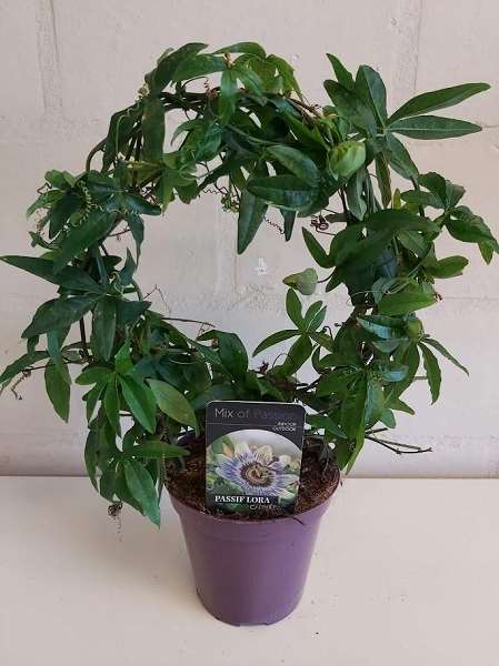 Picture of Passiflora caerulea hoop