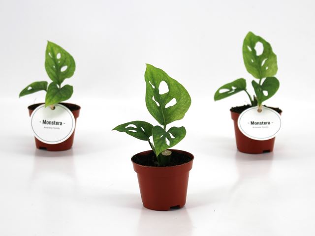 Picture of Monstera adansonii mint