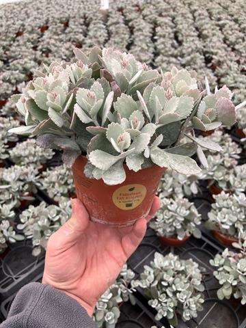 Picture of Kalanchoe pumila