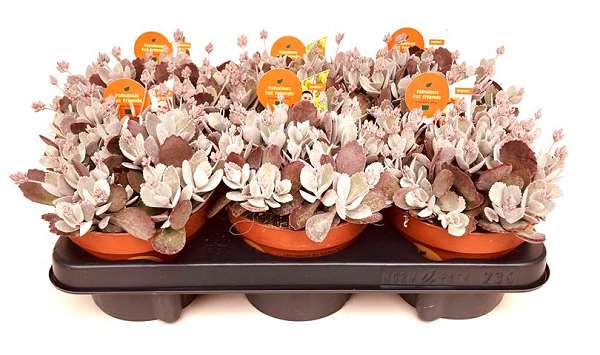 Picture of KALANCHOE PUMILA