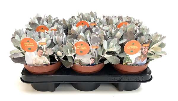 Picture of KALANCHOE PUMILA