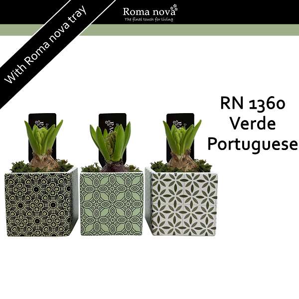 Picture of HYACINTHUS 01BULB IN VERDE PORTUGUESE