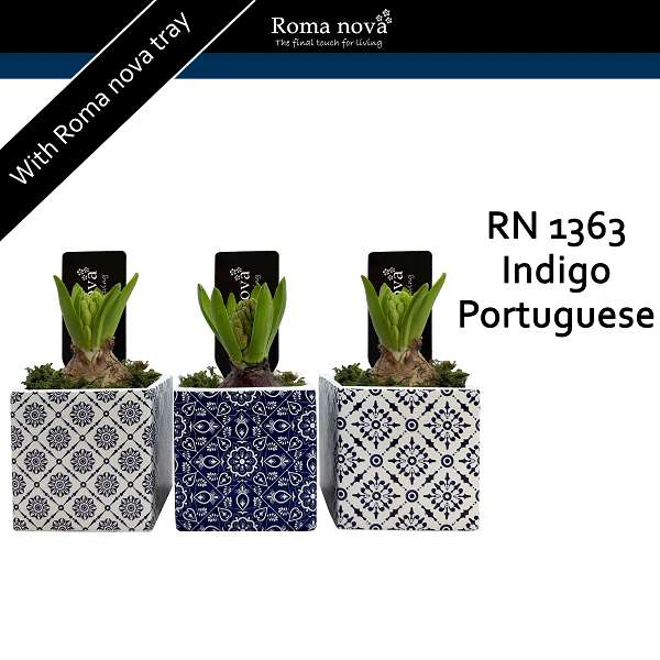 Picture of HYACINTHUS 01BULB IN INDIGO PORTUGUESE