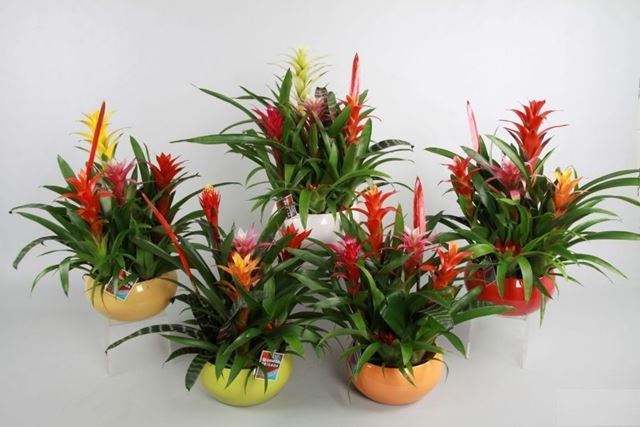 Picture of Bromelia 06pp mix in ceramic bowl