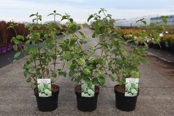Picture of Viburnum plicatum popcorn