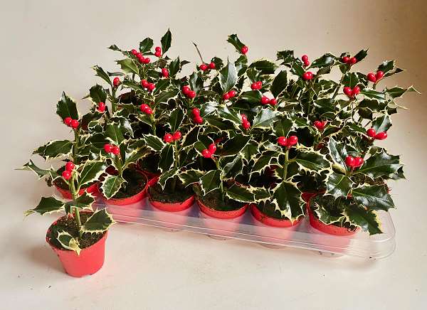 Picture of ILEX ARGENTEA MARGINATA + ARTI. BERRIES