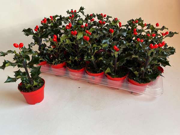 Picture of ILEX MESERVEAE BLUE ANGEL + ARTI. BERRIES