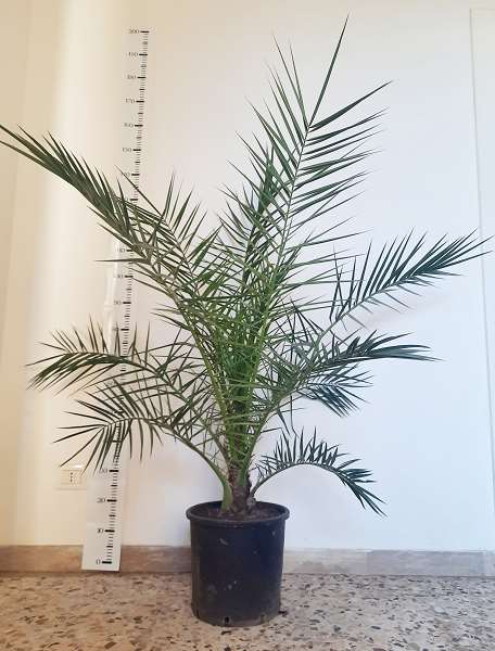 Picture of PHOENIX CANARIENSIS 28CM