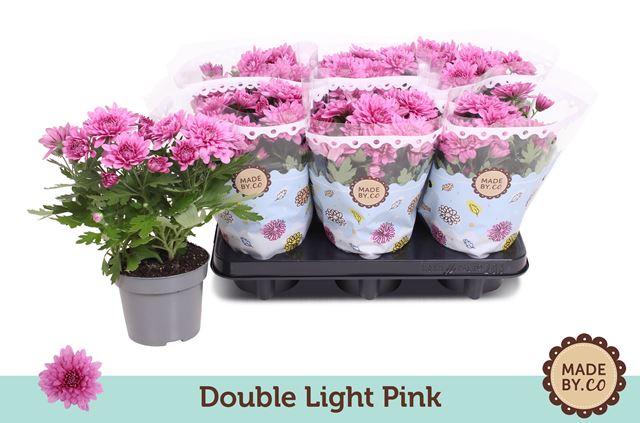 Picture of CHRYSANTHEMUM DOUBLE LIGHT PINK