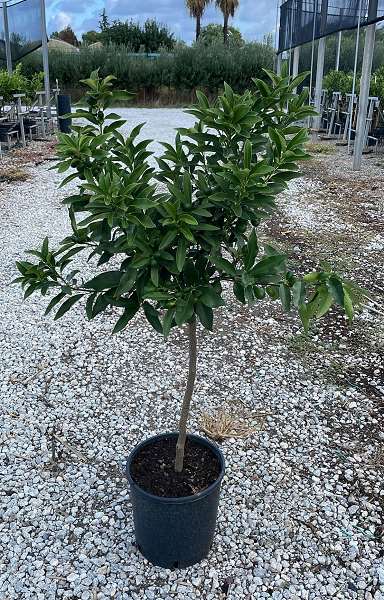 Picture of CITRUS TIGE 24CM