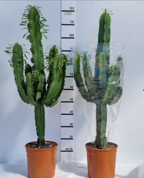 Picture of EUPHORBIA ERYTREA
