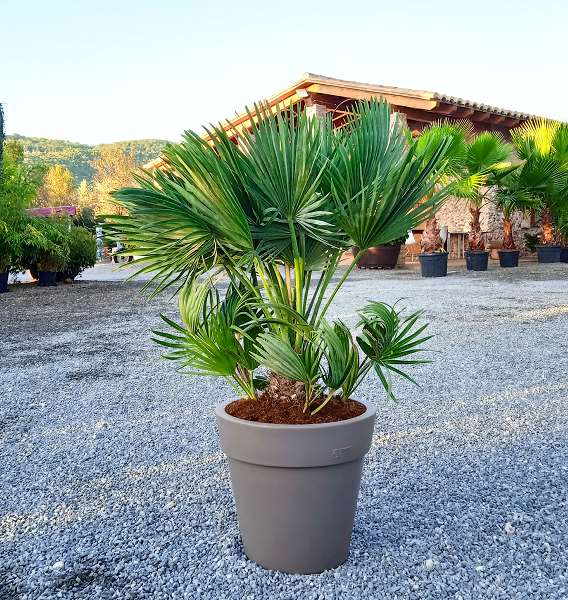 Picture of CHAMAEROPS VULCANO C25L POT LIRA