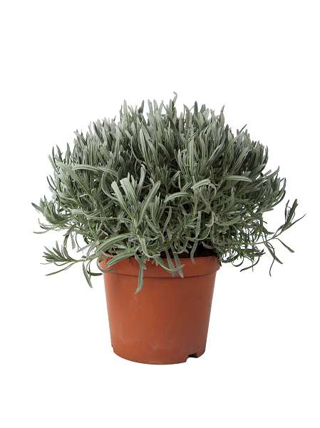 Picture of LAVANDULA ANGUSTIFOLIA C2.5L